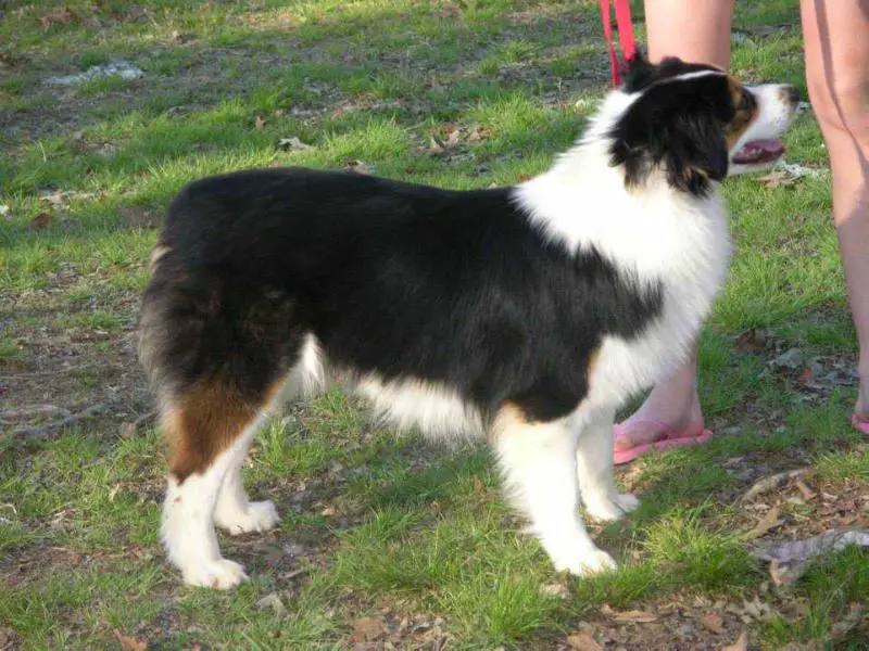 Ridgewood Farm's As The Dominos Fall