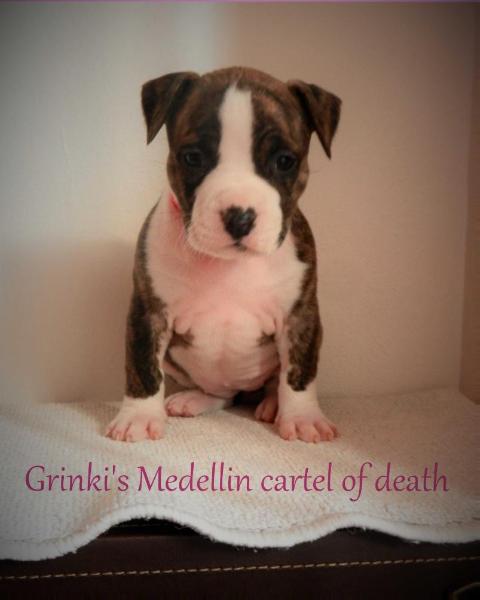 Grinki's Medellin cartel of death