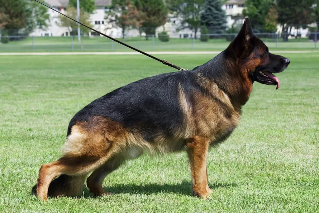 SG1 Dusti-Hoss Team Falvavolgyi