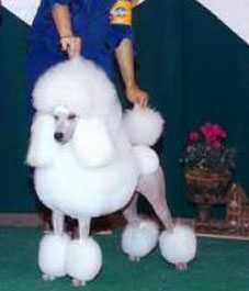 Am. Ch. Penndragons Honor