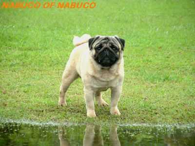 NABUCO'S OF NABUCO