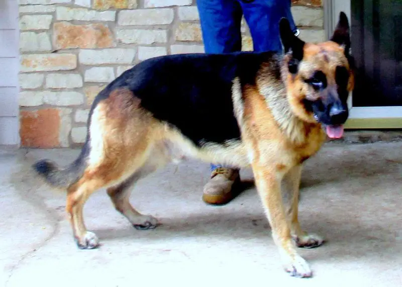 Bear vom Haus Brezel