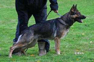 SG Heidi vom Schloß Gymnich