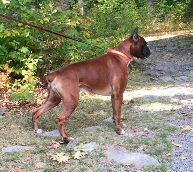 Nordino Masterbox Radulovic