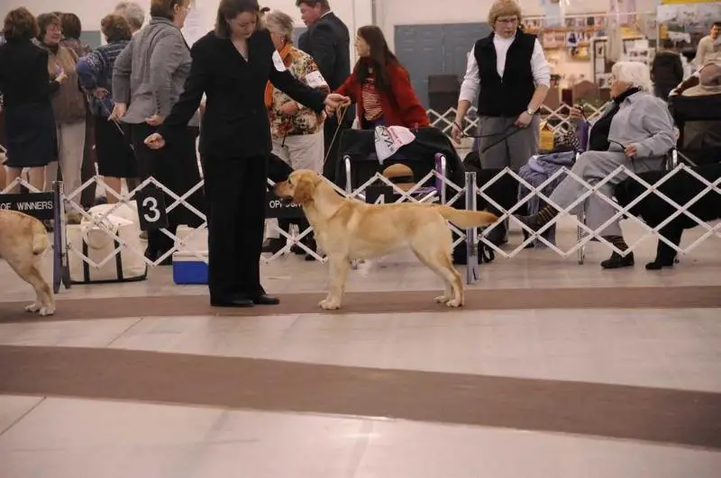 Deep Run Morning Glory