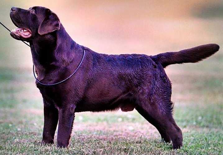 MULTI BISS GCh. Zinfndel's Spanish Oak