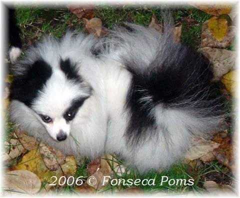 Pombredens Lil One Eyed Bandit