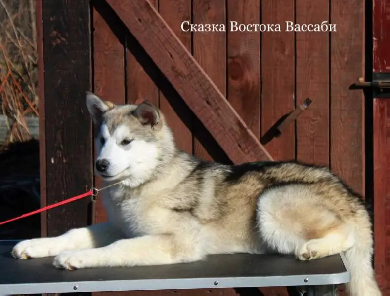 SKAZKA VOSTOKA Wassabi