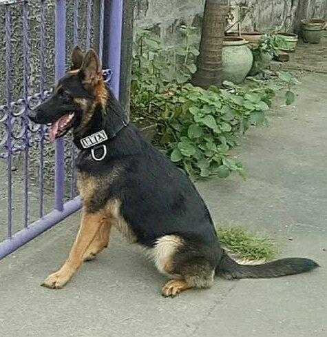 C' Arwen Von Land Der Helden