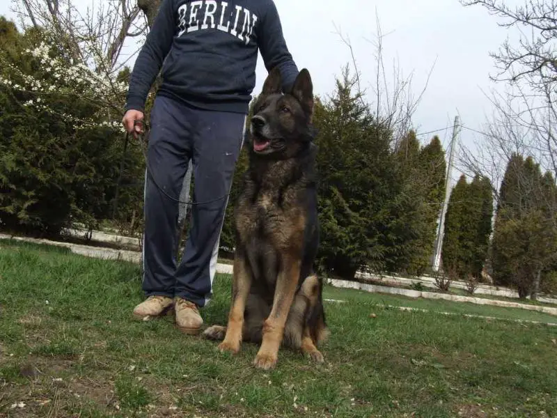 Carlos vom Zernitzer Hof