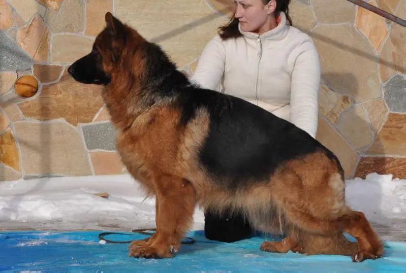 Yoschida vom Kuckucksland