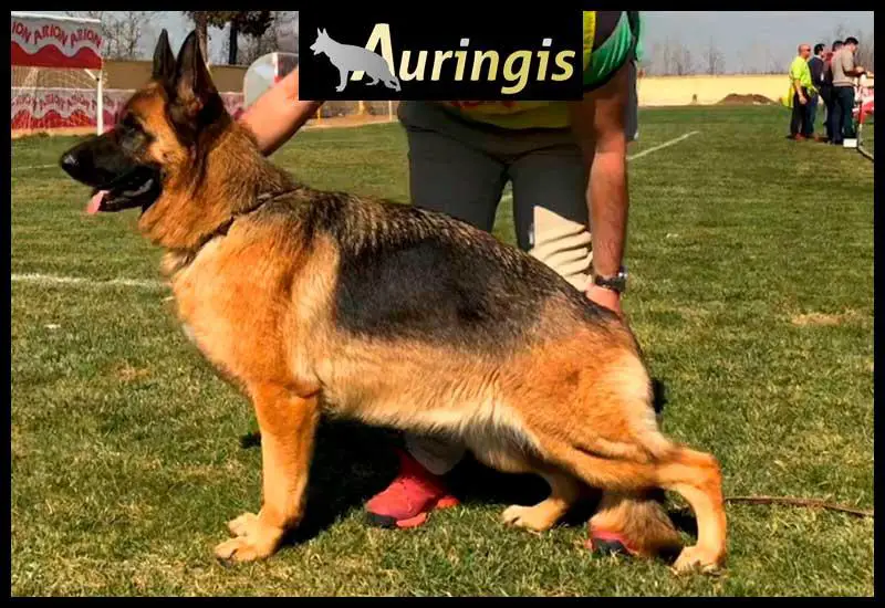 USSY DE LA NACIÓ CATALANA