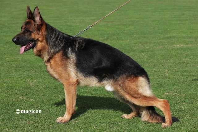 Denny vom Leithawald