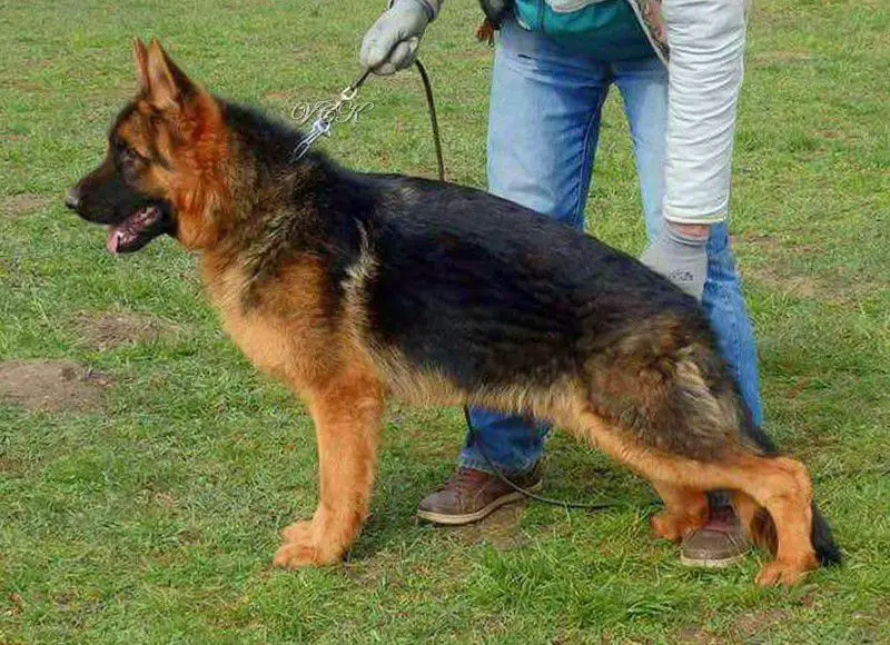 Paco in Regnum Marianum