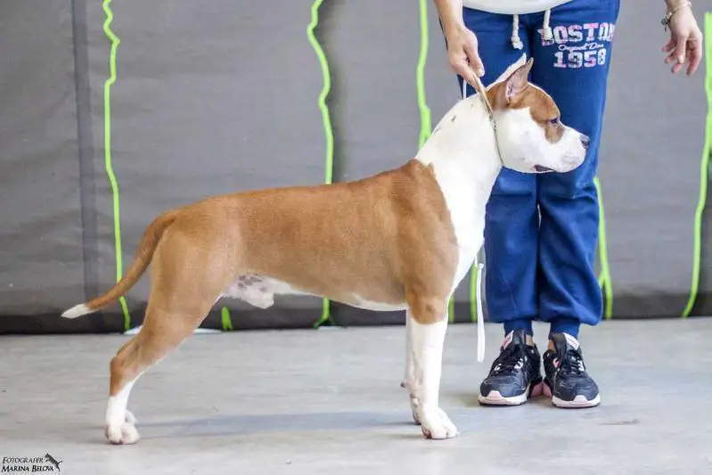 Denvers Elite Iron Man