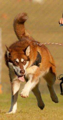 Ch. Br Kingfisher's Coral