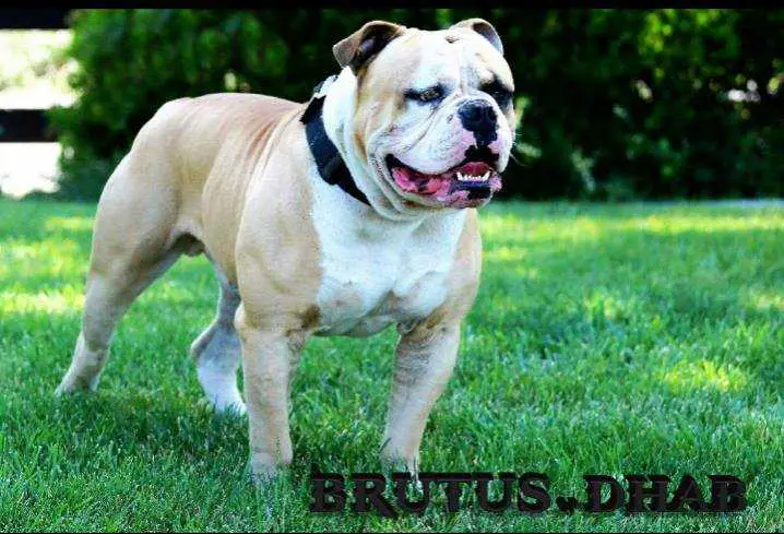 Cockman's Brutus of DHAB