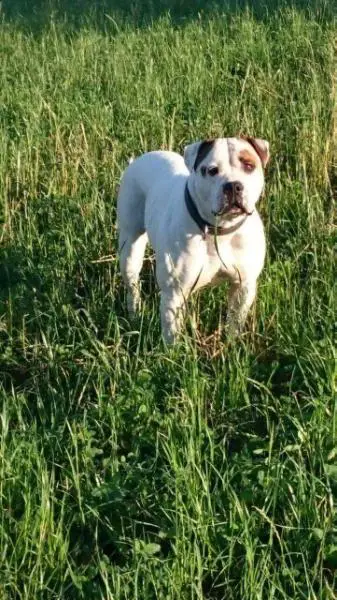 White Lions Butterfly Kiss