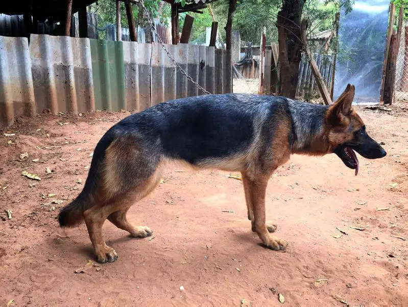 VV3 GSDA Thailand NWKL Hündinnen (Jan 14, 2017) Banda vom S.K.Farm