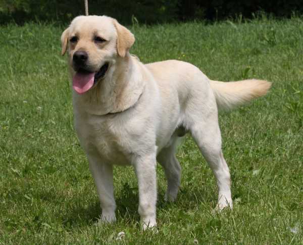 Fior d'Acqua Tweed After New Age