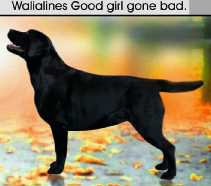 Ind Ch Walialines Good Girl Gone Bad"