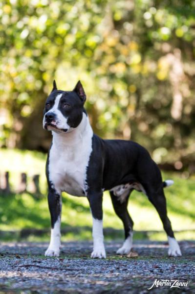 JCH Josevata Rokocoko Nachsay