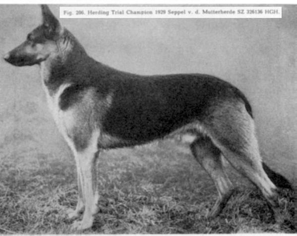 PrHtS NORD 1927 & 1929 Seppel von der Mutterherde