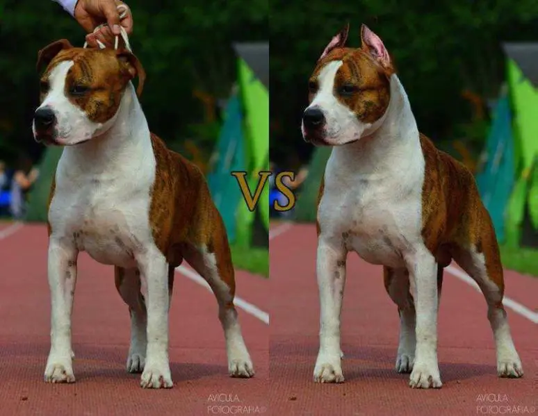 JChPl, ChPl BR JUNIOR Canossa