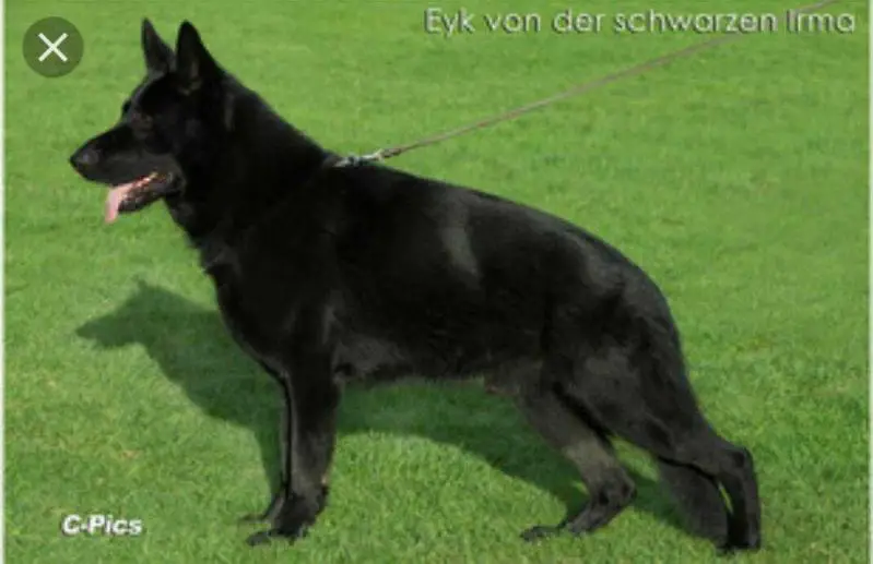 SG Eyk von der schwarzen Irma