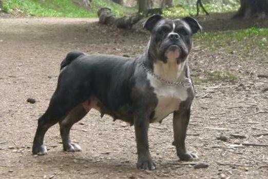 BraveheartBullyz Lyric