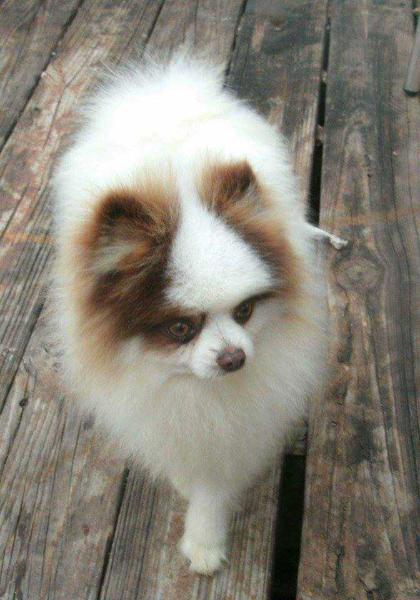 Mikell's High Stepping Storm Chaser