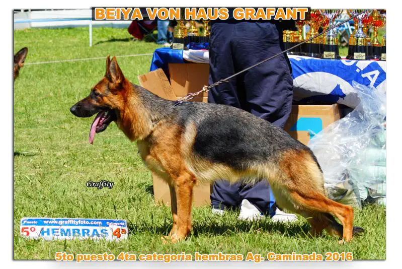 Bella von haus grafant