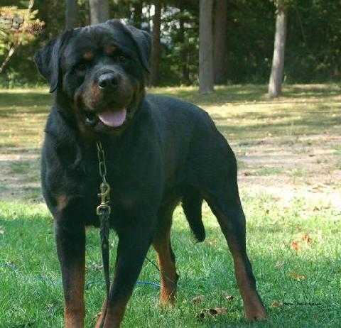 Pharoh Earl Antonius