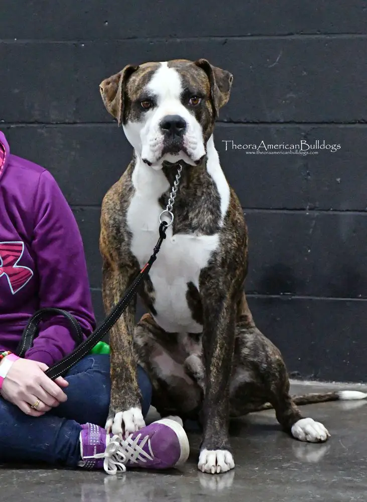 Theora's Arrived at Valhalla