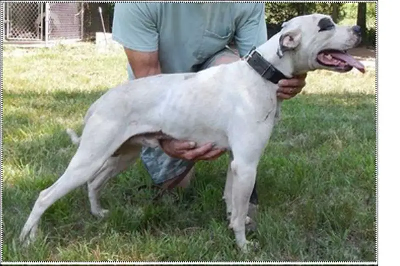 Konfederate's Banjo II