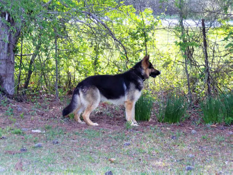 Mtchll's Kourageous Koby