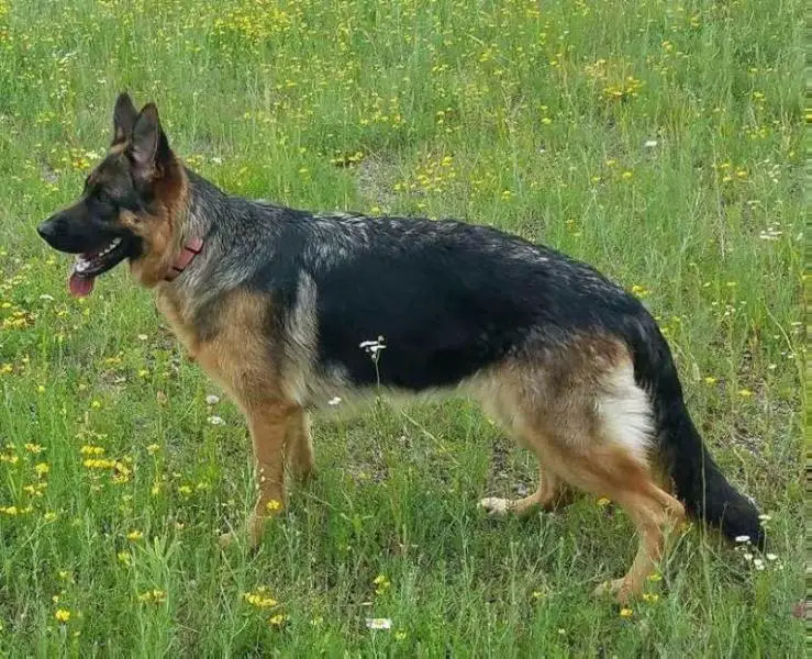 Zoelle Bella Horth Proudpaws