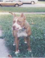 Krohn's Princess Lady Denile