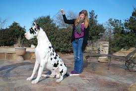 Cristatas Boston Manchester