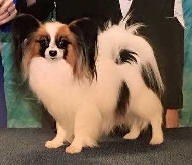 AM GR CH Silvermorning's Lucky Star