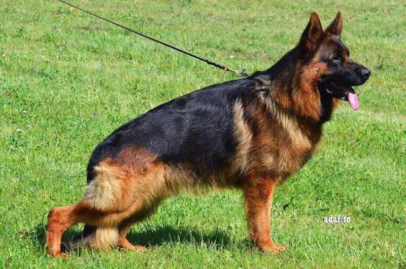 V Onex vom Gerianian Hoff