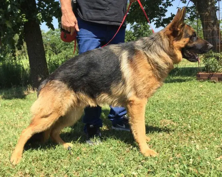 Viney Hill's Weise Garren