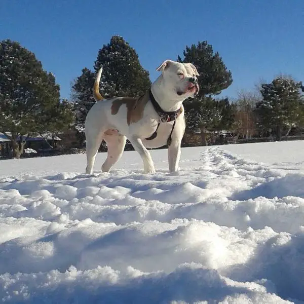 Tom's Maybelline of Butlers MMD