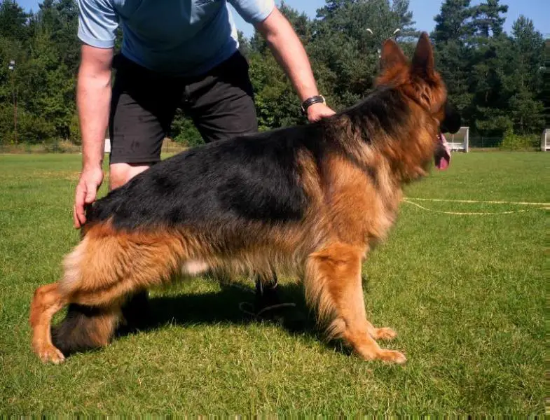 Cyrus z Osiedla Poraja