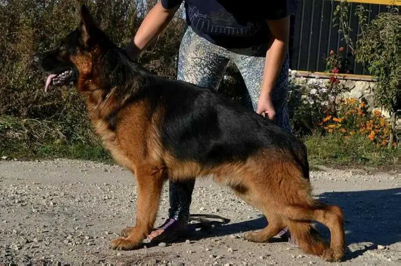 2*CH UA, 2* J.CAC, 3*CACIB, 3*R.CACIB, 9*CAC, 2*R.CAC, 3*BOS Taureg Gven Blaid