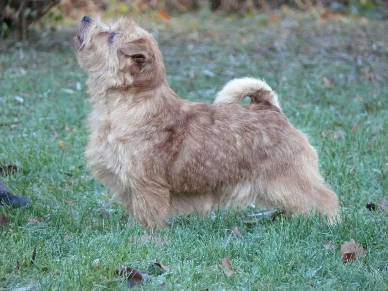 FI CH, NordW13, FIW13 JAEVA TU BE FRANK