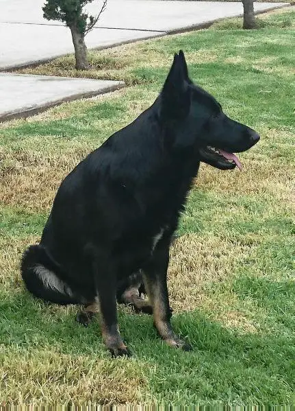 Miura (Madrigal) MEX.FCI.