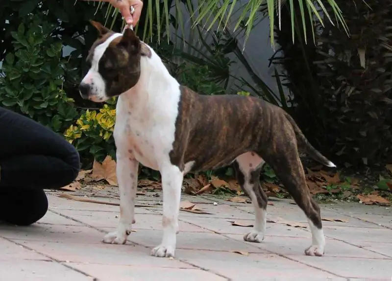 Legend Of Gods Love Me Do