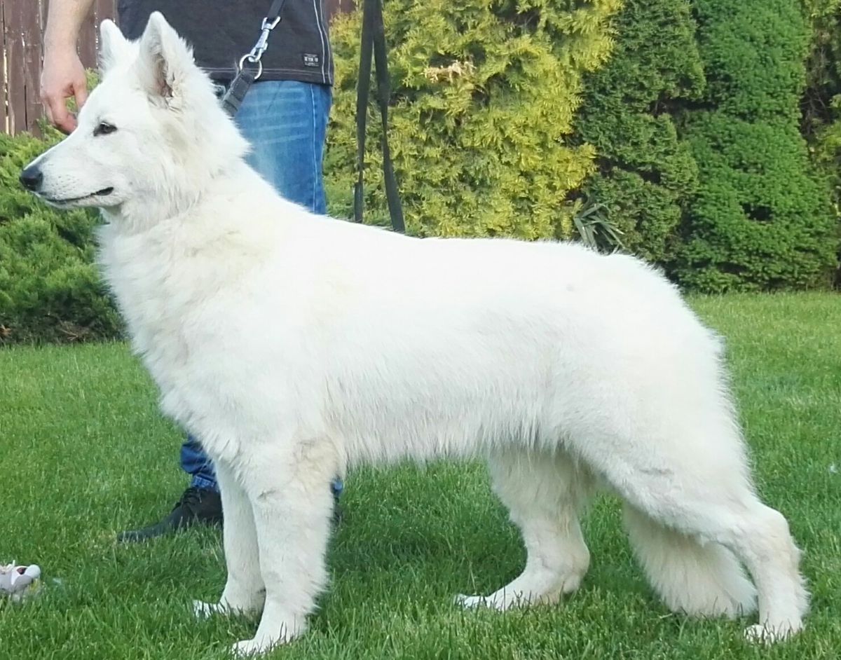 SK and Club Champion RUMBA AKBO-Parchovany