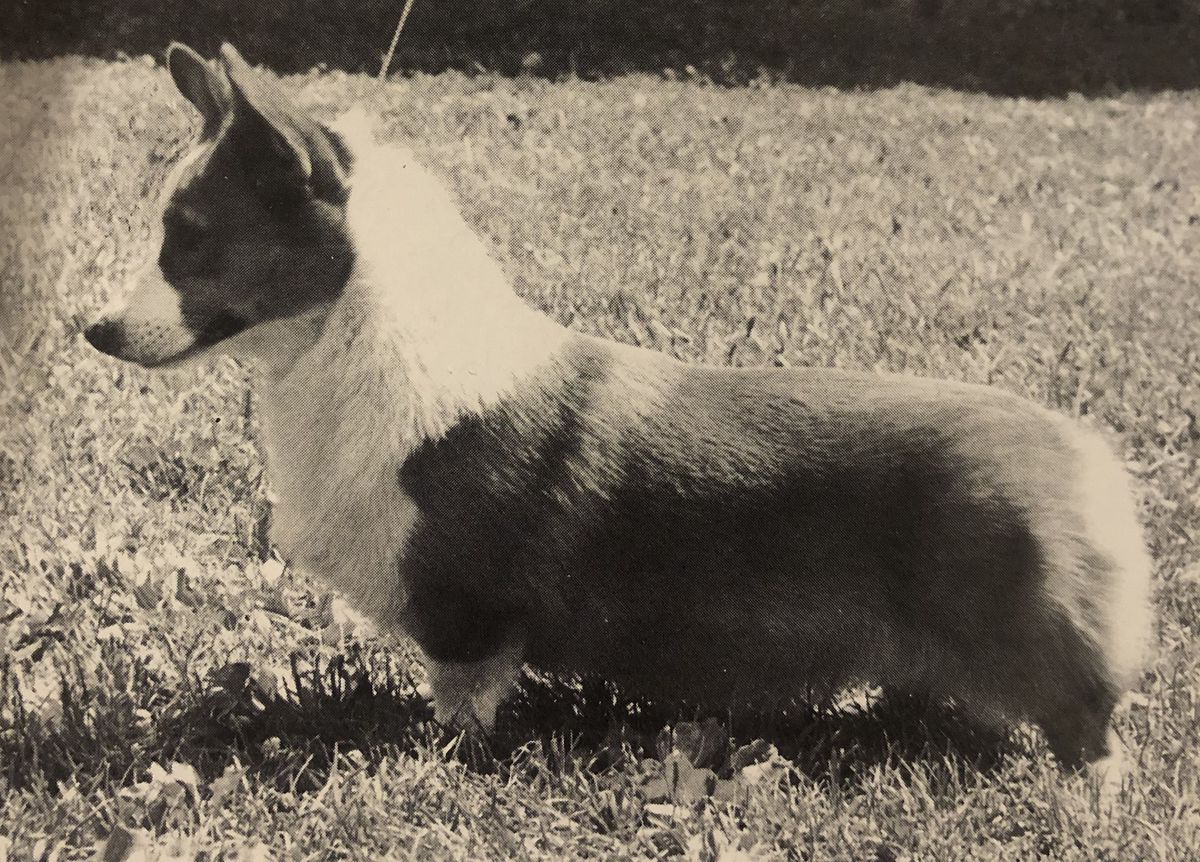 CH Honeyfox Tam O'Shanter